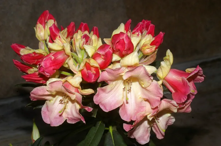 Photo of R. 'Southern Skies', Rhododendron Hybrid