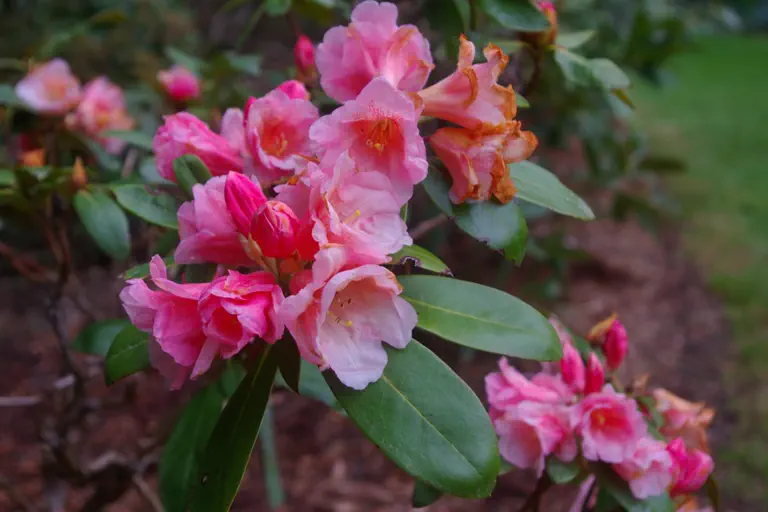 Photo of R. 'Sunup-Sundown', Rhododendron Hybrid