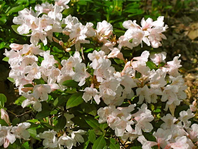 Photo of R. 'Southland', Rhododendron Hybrid