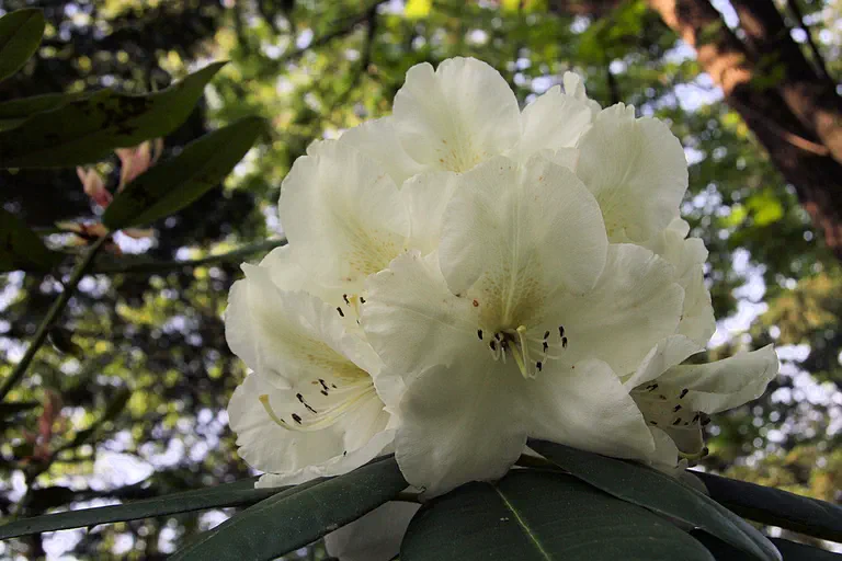 Photo of R. 'Second Honeymoon', Rhododendron Hybrid