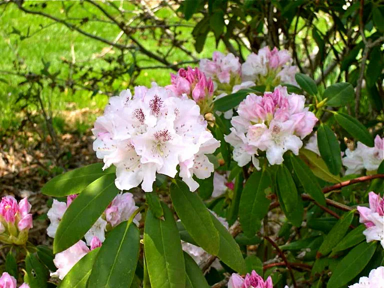 Photo of R. 'Ring's Early Splendor', Rhododendron Hybrid