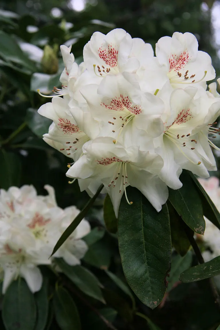 Photo of R. 'Butterfly', Rhododendron Hybrid