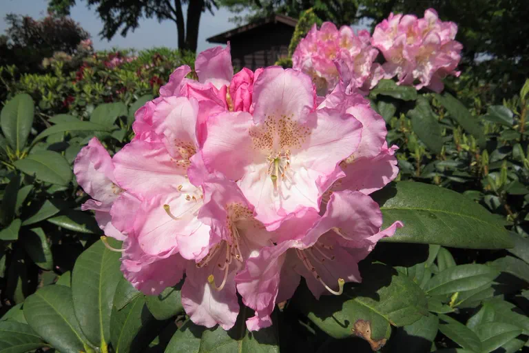 Photo of R. 'Seestadt Bremerhaven', Rhododendron Hybrid