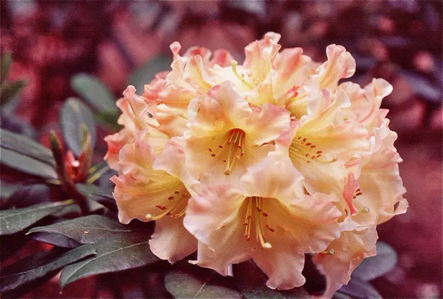 Photo of R. 'Ginger Peach', Rhododendron Hybrid