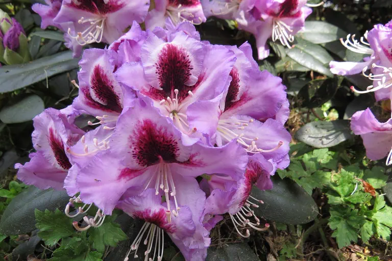 Photo of R. 'Alexis', Rhododendron Hybrid