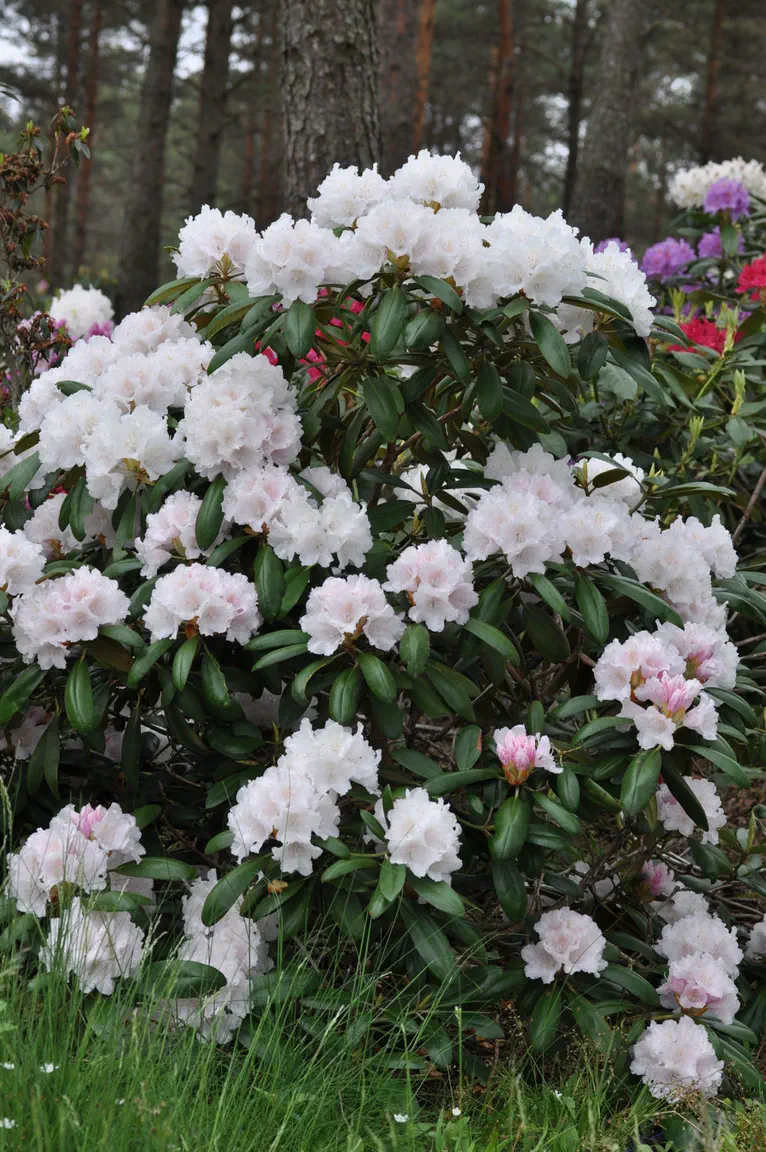 Photo of R. 'Falling Snow', Rhododendron Hybrid