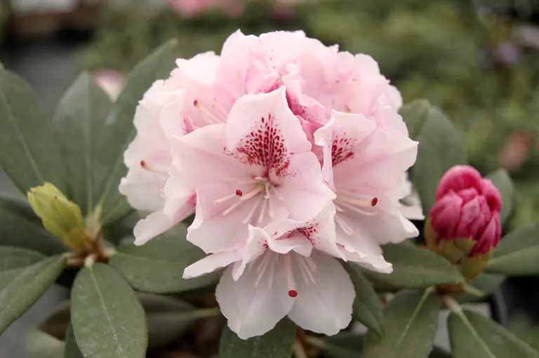 Photo of R. 'Ingrid Mehlquist', Rhododendron Hybrid