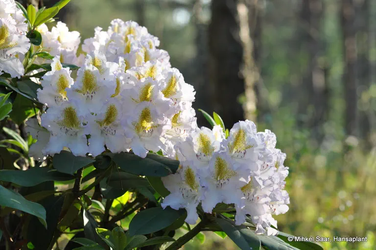 Photo of R. 'Matterhorn', Rhododendron Hybrid