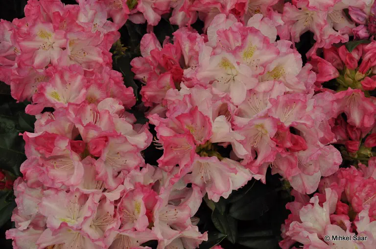 Photo of R. 'Gradito', Rhododendron Hybrid