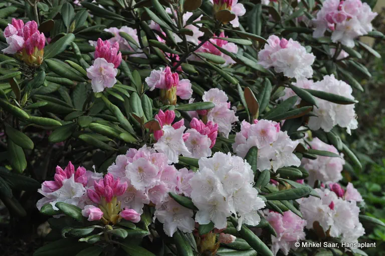 Photo of R. 'Silver Lady', Rhododendron Hybrid