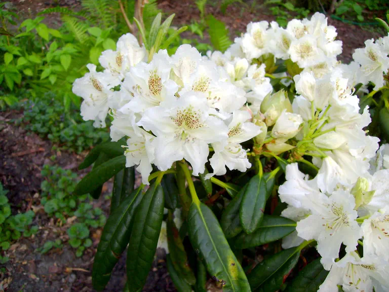 Photo of R. 'P.M.A Tigerstedt', Rhododendron Hybrid