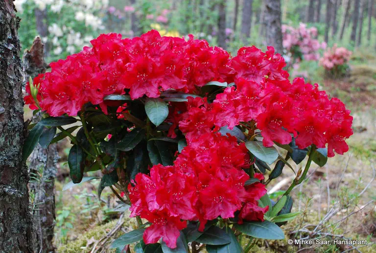 Photo of R. 'Trocadero', Rhododendron Hybrid