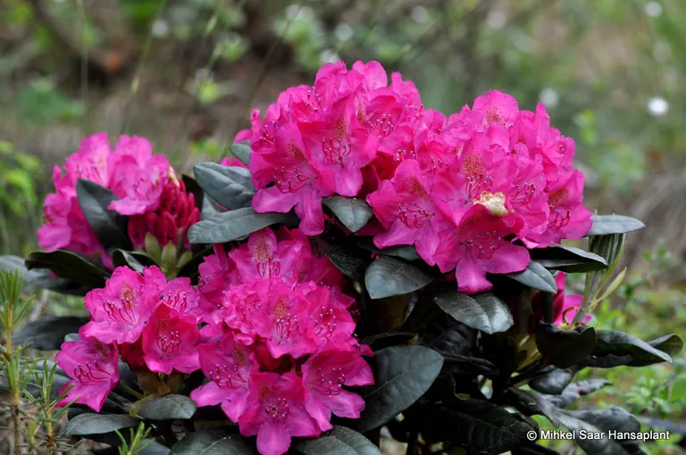 Photo of R. 'Rossellini', Rhododendron Hybrid