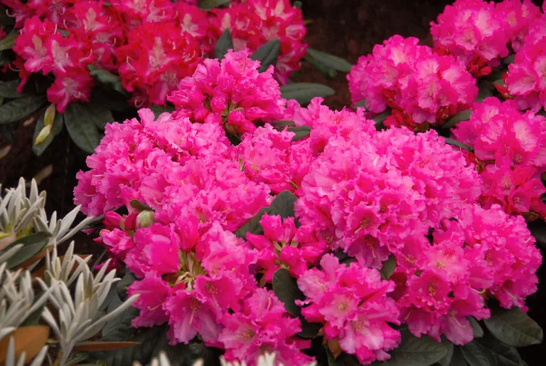 Photo of R. 'Rodrigo', Rhododendron Hybrid