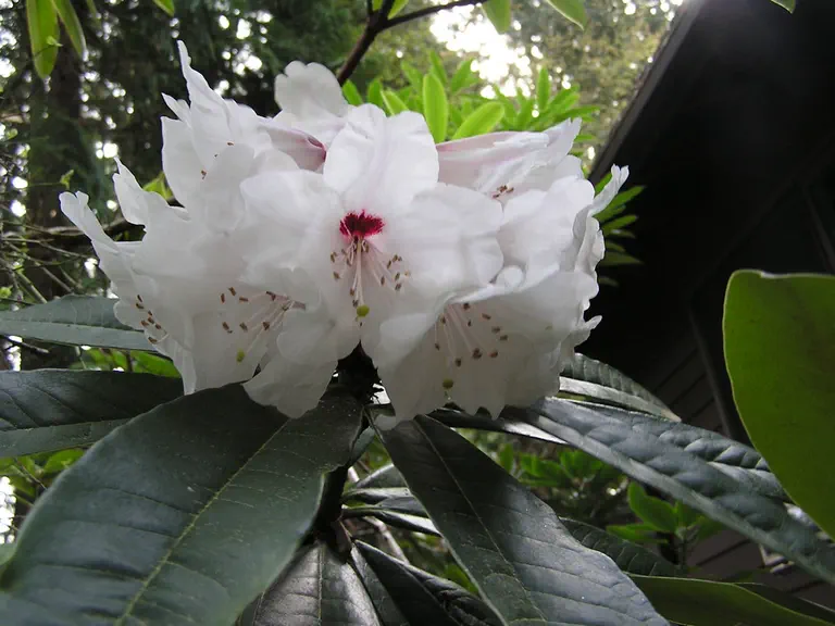 Photo of R. 'Calstocker Group', Rhododendron Cultivar group