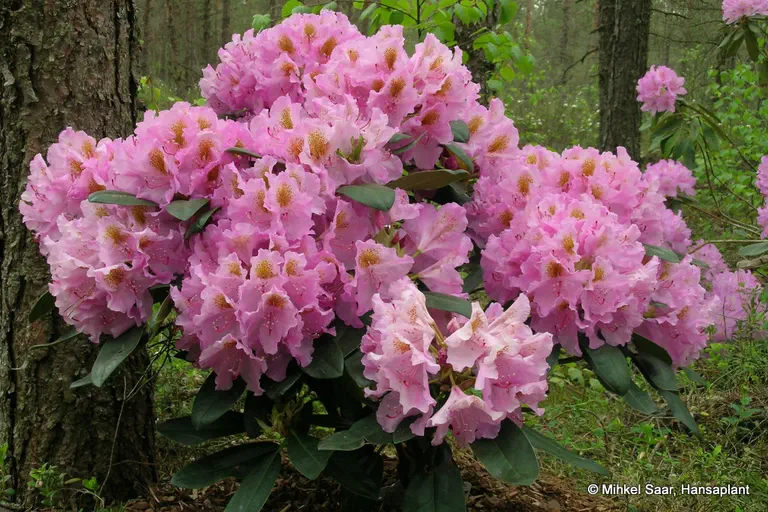 Photo of R. 'Lita', Rhododendron Hybrid