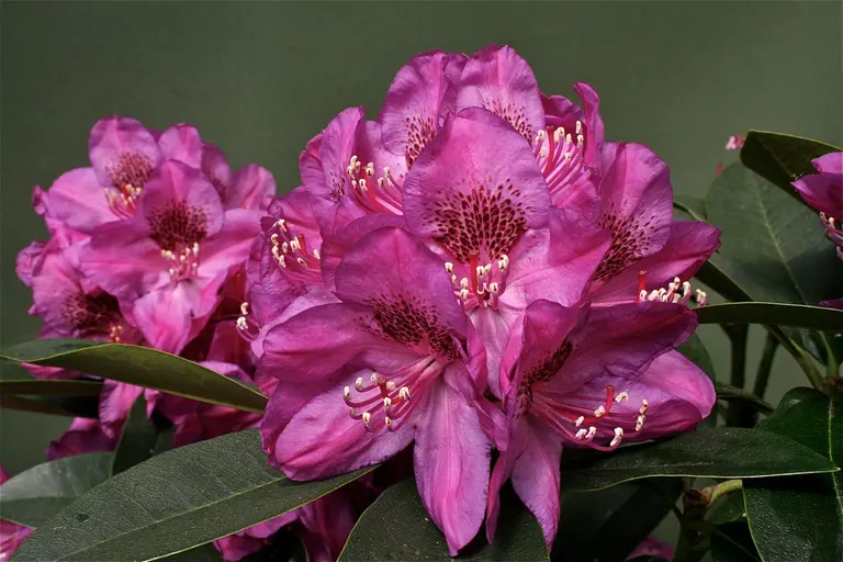 Photo of R. 'Plum Passion', Rhododendron Hybrid