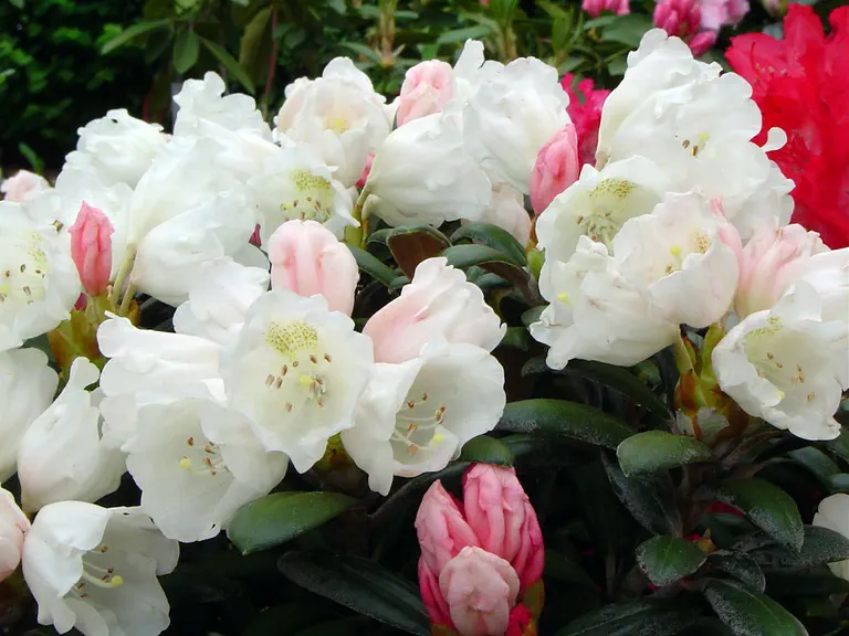 Photo of R. degronianum ssp yakushimanum 'Schneekissen', Rhododendron Species Selection