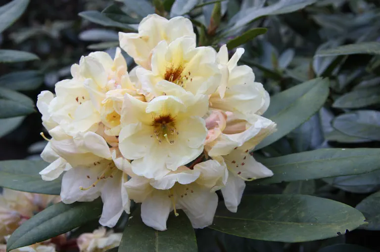 Photo of R. 'Golden Melodie', Rhododendron Hybrid