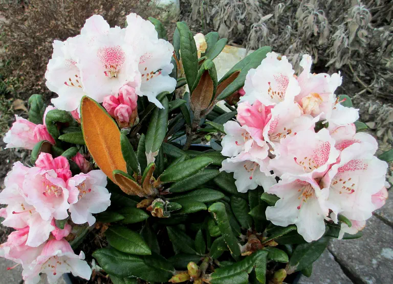 Photo of R. 'Web's Bee', Rhododendron Hybrid