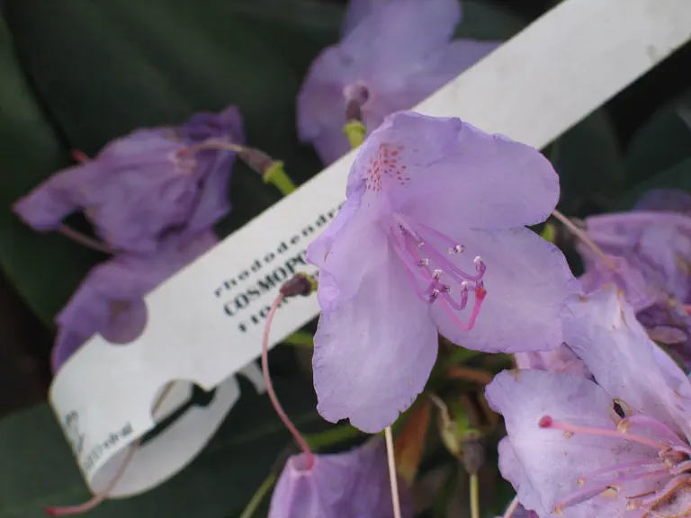 Photo of R. 'Cosmopolitan', Rhododendron Hybrid