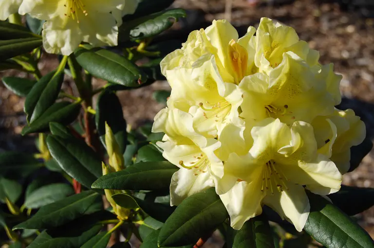Photo of R. 'Kristi Lynn', Rhododendron Hybrid