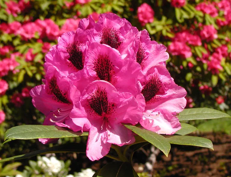 Photo of R. 'Princess Angeline', Rhododendron Hybrid