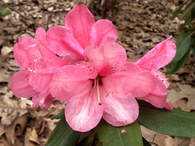 Photo of R. 'Pseudo Orange', Rhododendron Hybrid