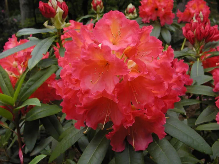 Photo of R. 'Rad', Rhododendron Hybrid