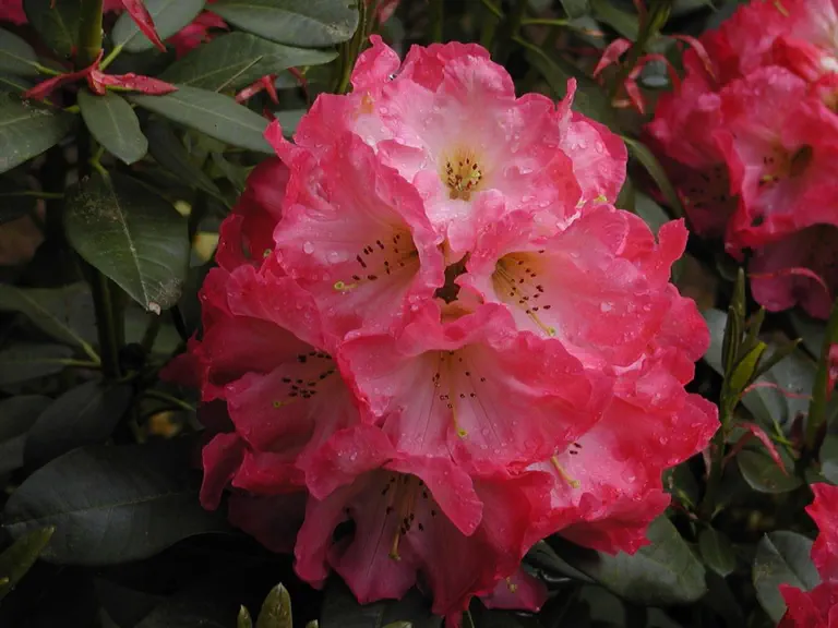 Photo of R. 'Oso', Rhododendron Hybrid