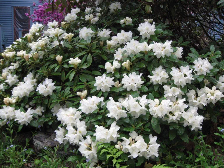Photo of R. 'Serendipity', Rhododendron Hybrid