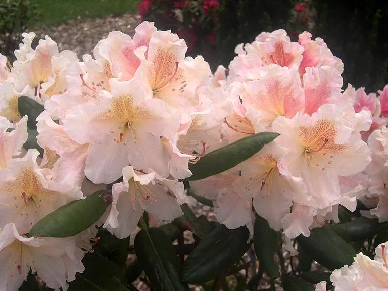 Photo of R. 'Christina Dee', Rhododendron Hybrid