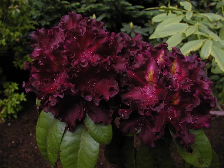 Photo of R. 'Black Adder', Rhododendron Hybrid