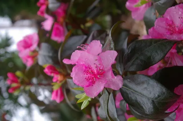 Photo of R. 'Bubblegum', Rhododendron Hybrid