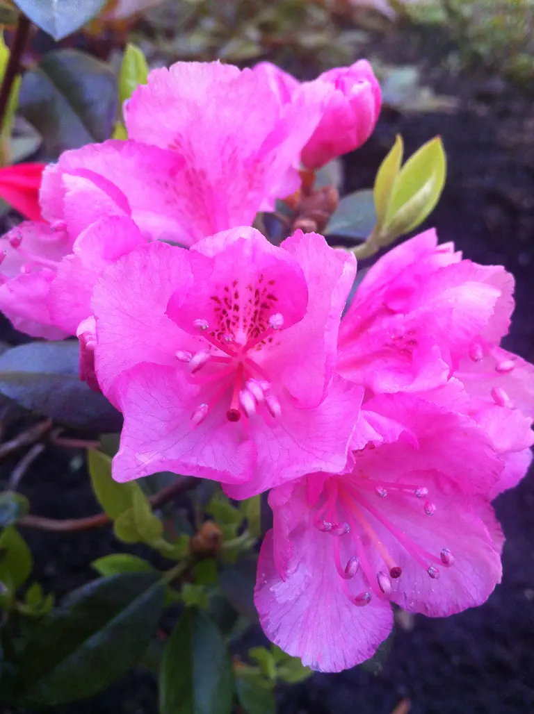 Photo of R. 'Bubblegum', Rhododendron Hybrid