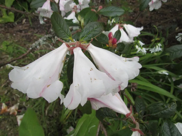 Photo of R. 'Sesterianum', Rhododendron Hybrid