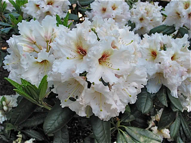 Photo of R. 'Bridal Dreams', Rhododendron Hybrid