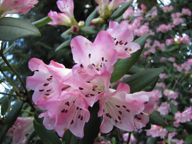 Photo of R. 'Seta', Rhododendron Hybrid