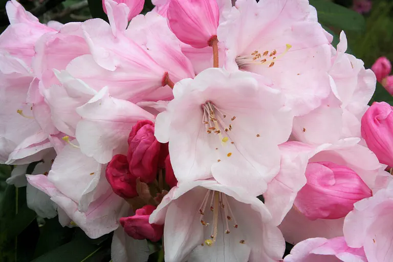 Photo of R. 'Seven Stars', Rhododendron Hybrid