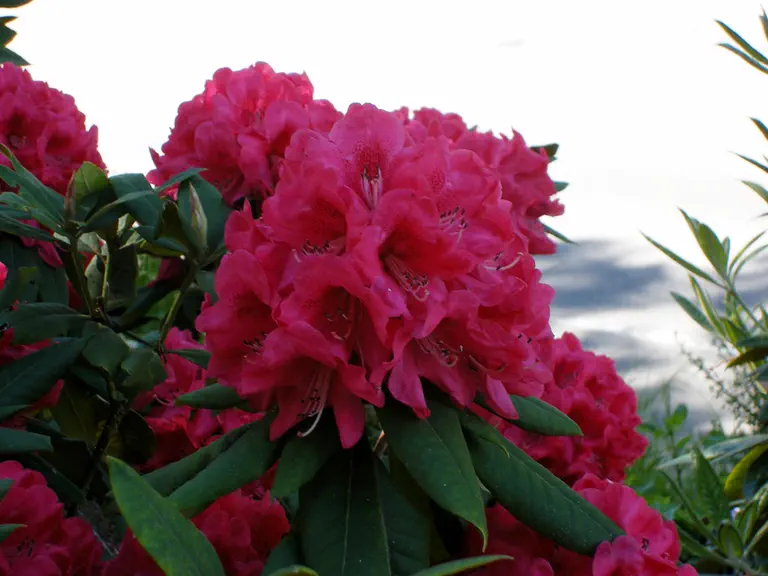 Photo of R. 'Richard Cree', Rhododendron Hybrid