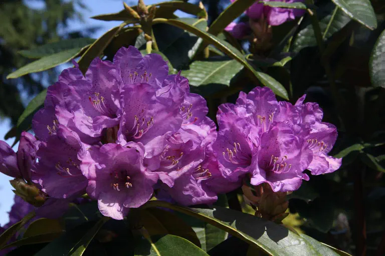 Photo of R. 'Amiblue', Rhododendron Hybrid