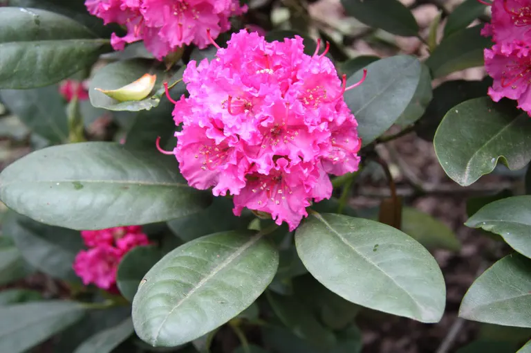 Photo of R. 'Sham's Candy', Rhododendron Hybrid