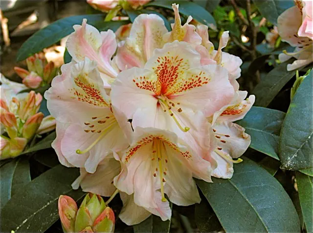Photo of R. 'Apollo's Touch', Rhododendron Hybrid