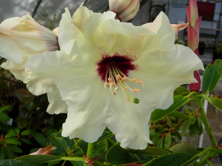Photo of R. 'Bill's Legacy', Rhododendron Hybrid