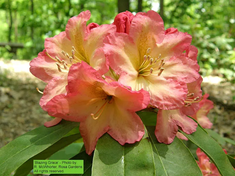 Photo of R. 'Blazing Grace', Rhododendron Hybrid