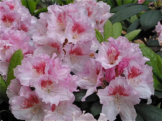 Photo of R. 'Winter Spice', Rhododendron Hybrid