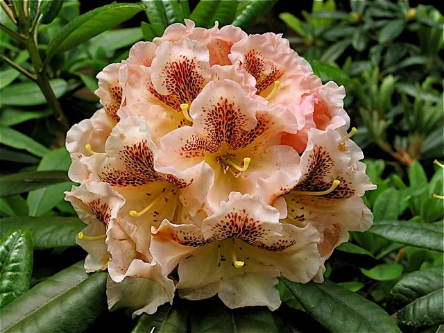 Photo of R. 'Windwalker', Rhododendron Hybrid