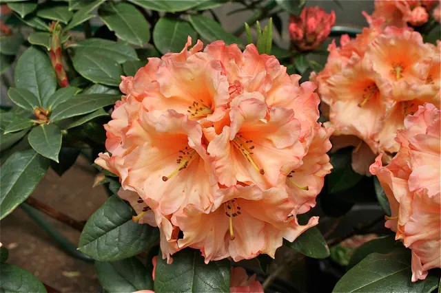 Photo of R. 'Wild Ginger', Rhododendron Hybrid