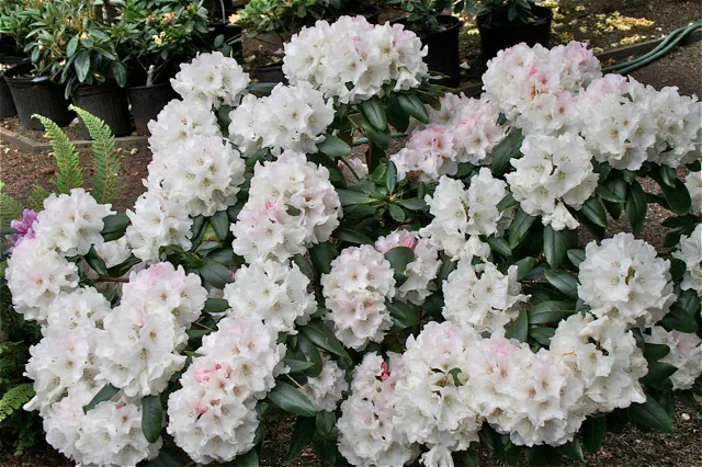 Photo of R. 'White Opal', Rhododendron Hybrid