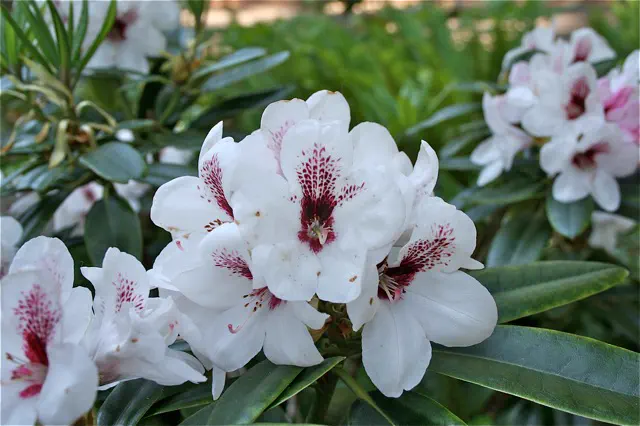 Photo of R. 'White Fire', Rhododendron Hybrid